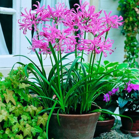 Луковичные комнатные цветы: особенности, выращивание, уход